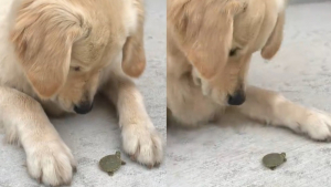 Illustration : Persuadée que « toutes les créatures sont ses amies », cette jeune Golden Retriever est fascinée par une minuscule tortue (vidéo) 