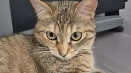 Illustration : Devenue la nouvelle recrue du commissariat de Firminy dans la Loire, cette chatte apaise le quotidien des policiers (vid&eacute;o)