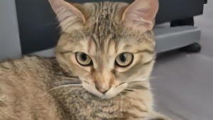 Illustration : Devenue la nouvelle recrue du commissariat de Firminy dans la Loire, cette chatte apaise le quotidien des policiers (vidéo)