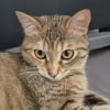 Illustration : Devenue la nouvelle recrue du commissariat de Firminy dans la Loire, cette chatte apaise le quotidien des policiers (vid&eacute;o)