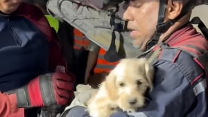 Illustration : Apr&egrave;s le violent tremblement de terre survenu au Venezuela, un chiot sauv&eacute; des d&eacute;combres devient un symbole d&rsquo;espoir (vid&eacute;o)