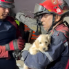 Illustration : Apr&egrave;s le violent tremblement de terre survenu au Venezuela, un chiot sauv&eacute; des d&eacute;combres devient un symbole d&rsquo;espoir (vid&eacute;o)