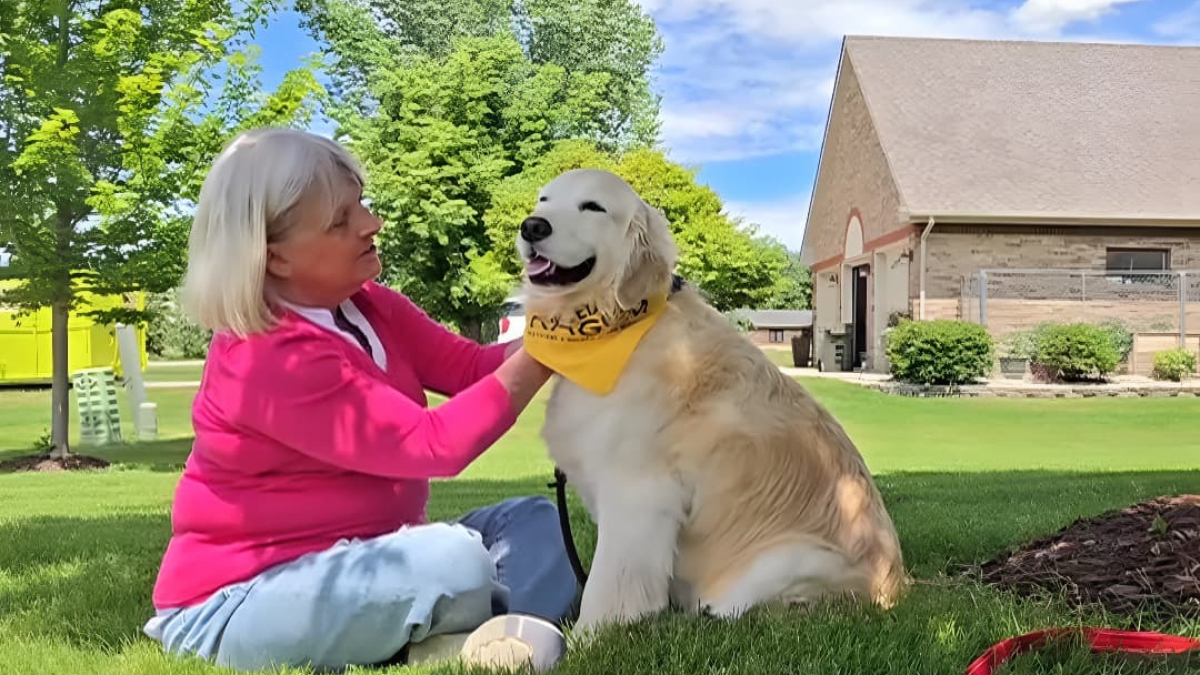 Illustration : "Sauvée d'une usine à chiots, cette Golden Retriever veille constamment sur la sécurité de sa maîtresse atteinte d'Alzheimer"