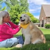 Illustration : Sauv&eacute;e d'une usine &agrave; chiots, cette Golden Retriever veille constamment sur la s&eacute;curit&eacute; de sa ma&icirc;tresse atteinte d'Alzheimer