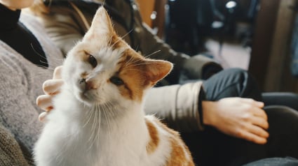 Illustration : Selon une &eacute;tude, votre chat regarde votre visage pour savoir s'il doit avoir peur