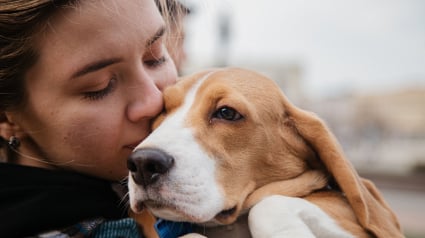 Illustration : Selon une &eacute;tude, les chiens boudent les personnes qui sont m&eacute;chantes avec leur ma&icirc;tre
