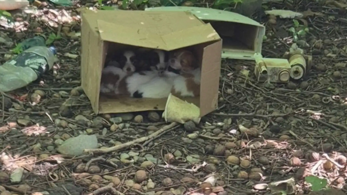 Illustration : "Abandonnés dans les broussailles, 6 chiens entassés dans une boîte en carton trouvent des mains bienveillantes pour commencer une nouvelle vie"