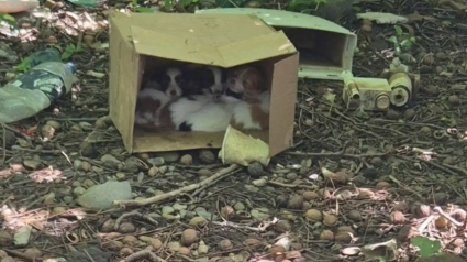 Illustration : Abandonn&eacute;s dans les broussailles, 6 chiens entass&eacute;s dans une bo&icirc;te en carton trouvent des mains bienveillantes pour commencer une nouvelle vie