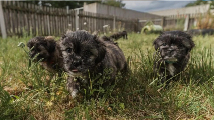 Illustration : 7 Shih-Tzu de 1 mois abandonn&eacute;s sous un buisson et sauv&eacute;s par un passant, trouvent un nouveau foyer