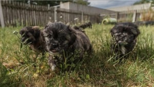 Illustration : 7 Shih-Tzu de 1 mois abandonn&eacute;s sous un buisson et sauv&eacute;s par un passant, trouvent un nouveau foyer