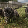Illustration : 7 Shih-Tzu de 1 mois abandonn&eacute;s sous un buisson et sauv&eacute;s par un passant, trouvent un nouveau foyer