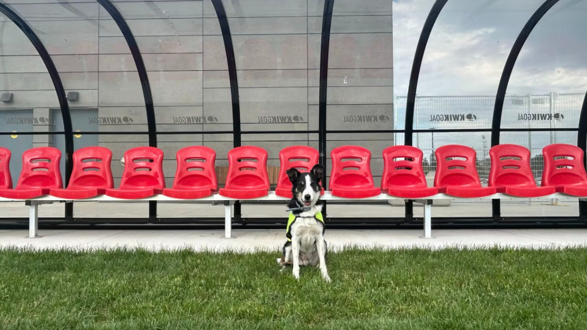 Illustration : "Pendant la Coupe du monde, 2 chiens Border Collies chassent pacifiquement les oies de la pelouse d'un terrain canadien (vidéo)"