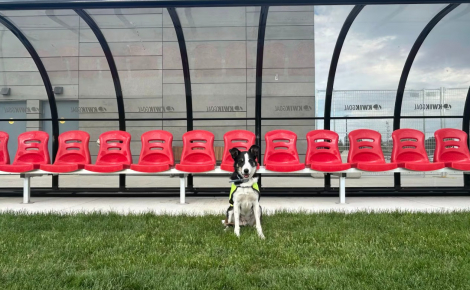 Pendant la Coupe du monde, 2 chiens Border Collies chassent pacifiquement les oies de la pelouse d'un terrain canadien (vidéo)