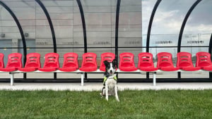 Illustration : Pendant la Coupe du monde, 2 chiens Border Collies chassent pacifiquement les oies de la pelouse d'un terrain canadien (vid&eacute;o)
