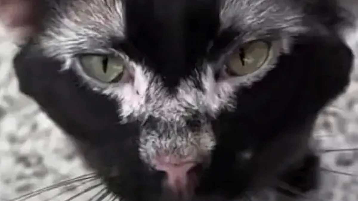 Illustration : "Trouvé près d’un terrain de caravanes, ce chat abandonné atteint d’un vitiligo trouve une seconde chance auprès de sa sauveteuse (vidéo)"
