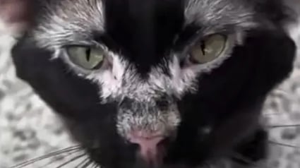 Illustration : Trouv&eacute; pr&egrave;s d&rsquo;un terrain de caravanes, ce chat abandonn&eacute; atteint d&rsquo;un vitiligo trouve une seconde chance aupr&egrave;s de sa sauveteuse (vid&eacute;o)