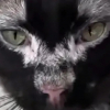 Illustration : Trouv&eacute; pr&egrave;s d&rsquo;un terrain de caravanes, ce chat abandonn&eacute; atteint d&rsquo;un vitiligo trouve une seconde chance aupr&egrave;s de sa sauveteuse (vid&eacute;o)