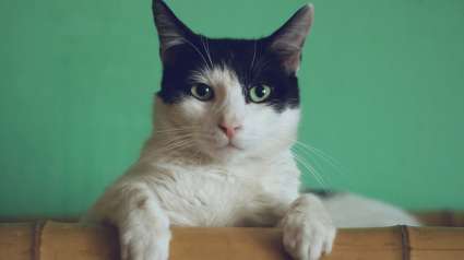 Illustration : 12 id&eacute;es re&ccedil;ues sur les chats qui m&eacute;ritent d'&ecirc;tre d&eacute;construites pour renforcer notre relation avec eux