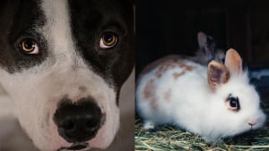 Illustration : Alert&eacute;e par des aboiements provenant d'un appartement surchauff&eacute;, une passante alerte les secours qui sauvent un chien et un lapin