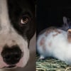 Illustration : Alert&eacute;e par des aboiements provenant d'un appartement surchauff&eacute;, une passante alerte les secours qui sauvent un chien et un lapin