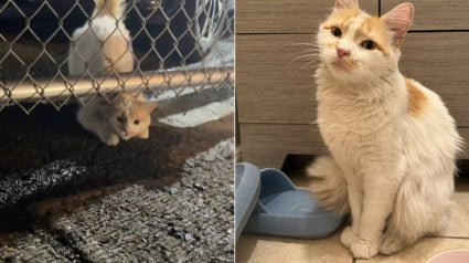 Illustration : Une chatte maigre se faufile sous une cl&ocirc;ture pour rejoindre la seule personne venue &agrave; son secours et trouve un foyer aimant