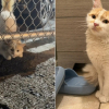 Illustration : Une chatte maigre se faufile sous une cl&ocirc;ture pour rejoindre la seule personne venue &agrave; son secours et trouve un foyer aimant