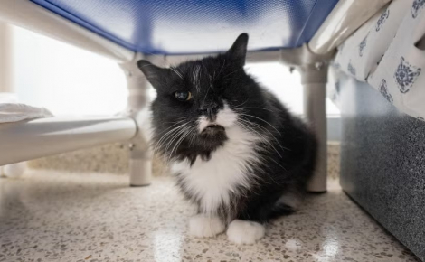 Sauvé d’une maison surpeuplée, un chat de 1 an trouve enfin un foyer pour toujours