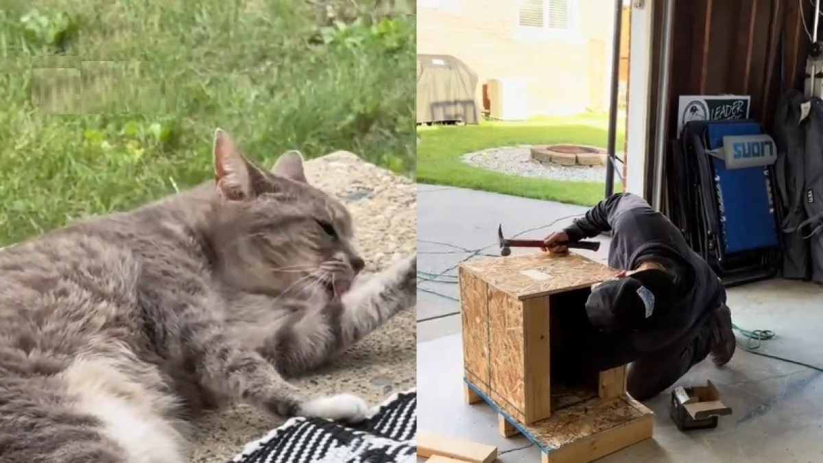 Illustration : "Ils fabriquent une niche sécurisée et confortable pour une chatte errante qui est finalement adoptée par un voisin (vidéo)"