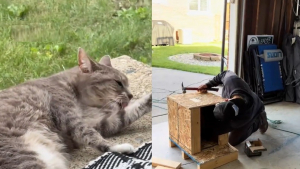 Illustration : Ils fabriquent une niche sécurisée et confortable pour une chatte errante qui est finalement adoptée par un voisin (vidéo)