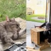 Illustration : Ils fabriquent une niche s&eacute;curis&eacute;e et confortable pour une chatte errante qui est finalement adopt&eacute;e par un voisin (vid&eacute;o)