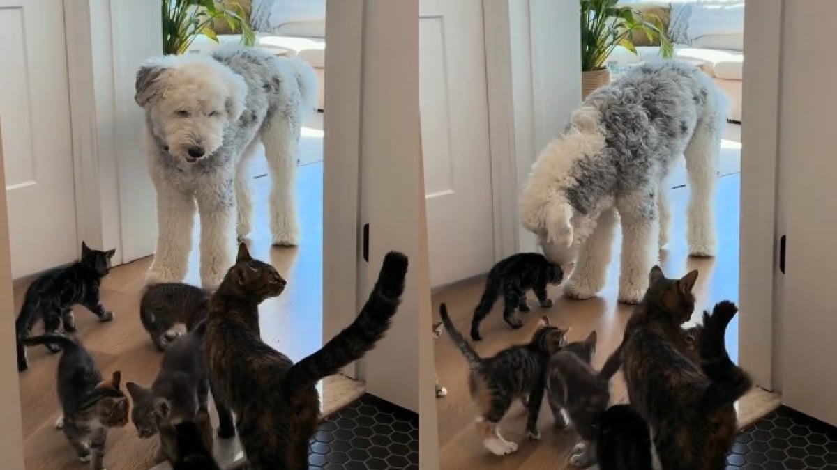 Illustration : "Ce chien ne s'attendait pas à cohabiter avec 7 chatons et leur mère mais devient volontiers leur « oncle » bienveillant (vidéo)"
