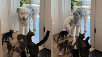 Illustration : Ce chien ne s'attendait pas &agrave; cohabiter avec 7 chatons et leur m&egrave;re mais devient volontiers leur &laquo; oncle &raquo; bienveillant (vid&eacute;o)