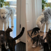 Illustration : Ce chien ne s'attendait pas &agrave; cohabiter avec 7 chatons et leur m&egrave;re mais devient volontiers leur &laquo; oncle &raquo; bienveillant (vid&eacute;o)