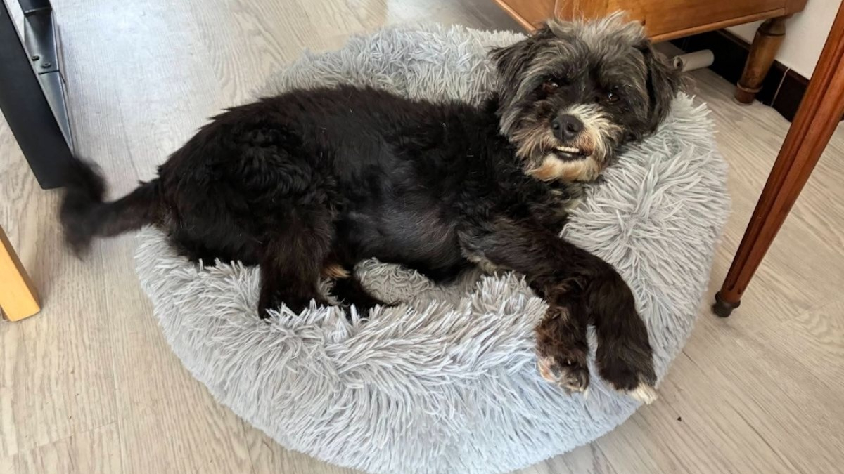 Illustration : "Ce chien qui faisait sa vie dehors sans réel contact humain cherche une famille qui lui donnera une chance de connaître le bonheur"