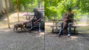 Illustration : Hennessy la chienne ayant survécu à l'accident lui ayant fait perdre son maître, retrouve sa famille et rentre à la maison (vidéo)