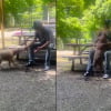 Illustration : Hennessy la chienne ayant surv&eacute;cu &agrave; l'accident lui ayant fait perdre son ma&icirc;tre, retrouve sa famille et rentre &agrave; la maison (vid&eacute;o)