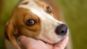 Illustration : Pourquoi votre chien pose-t-il lourdement son museau sur votre bras ?