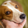 Illustration : Pourquoi votre chien pose-t-il lourdement son museau sur votre bras ?