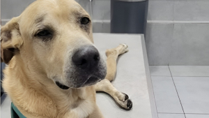 Illustration : Ce chien s'étant échappé de sa cage juste avant un vol à l'aéroport de Pointe-à-Pitre est retrouvé indemne plusieurs jours plus tard