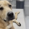 Illustration : Ce chien s'&eacute;tant &eacute;chapp&eacute; de sa cage juste avant un vol &agrave; l'a&eacute;roport de Pointe-&agrave;-Pitre est retrouv&eacute; indemne plusieurs jours plus tard