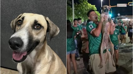 Illustration : Apr&egrave;s un mois de recherches, un chien perdu est finalement retrouv&eacute; gr&acirc;ce &agrave; une vid&eacute;o de c&eacute;l&eacute;brations du Mondial (vid&eacute;o)