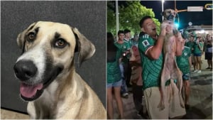 Illustration : Après un mois de recherches, un chien perdu est finalement retrouvé grâce à une vidéo de célébrations du Mondial (vidéo)