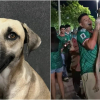 Illustration : Apr&egrave;s un mois de recherches, un chien perdu est finalement retrouv&eacute; gr&acirc;ce &agrave; une vid&eacute;o de c&eacute;l&eacute;brations du Mondial (vid&eacute;o)
