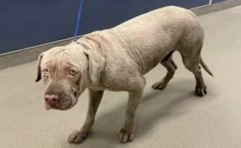 Quelques mois d’amour ont suffi à transformer complètement ce chien de refuge autrefois triste et effrayé (vidéo)