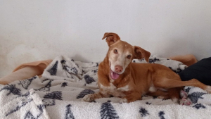 8 chiens de taille moyenne qui cherchent un nouveau départ dans des familles aimantes