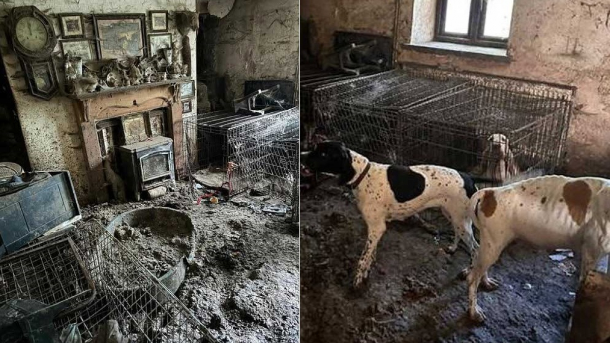 Illustration : "Ancienne championne de concours canin, elle est condamnée après avoir laissé 77 chiens vivre dans la souffrance"