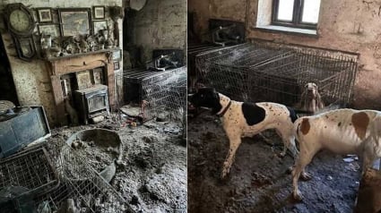 Illustration : Ancienne championne de concours canin, elle est condamn&eacute;e apr&egrave;s avoir laiss&eacute; 77 chiens vivre dans la souffrance