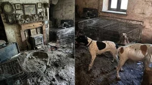 Illustration : Ancienne championne de concours canin, elle est condamn&eacute;e apr&egrave;s avoir laiss&eacute; 77 chiens vivre dans la souffrance
