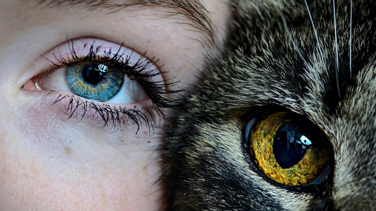 Illustration : "Une étude scientifique prouve que les chats sont capables d'imiter nos gestes"