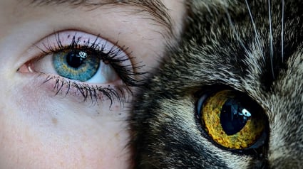 Illustration : Une &eacute;tude scientifique prouve que les chats sont capables d'imiter nos gestes